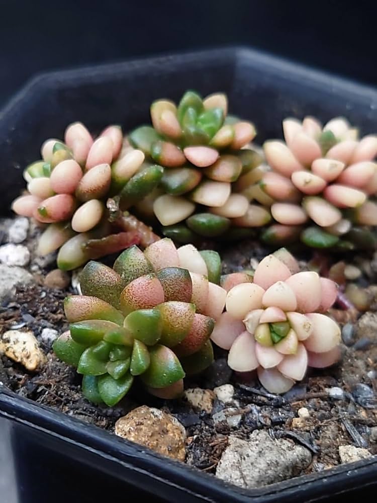 多肉植物 韓国苗 Totty様 多肉植物 韓国苗 Totty様 - メルカリ